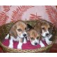 Beagle Welpen - Rüde