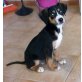 Beagle Welpen - Rüde