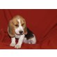 Beagle Welpen - Rüde