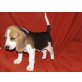 Beagle Welpen - Rüde