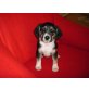 Beagle Welpen - Rüde