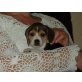 Beagle Welpen - Rüde