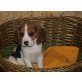 Beagle Welpen - Rüde