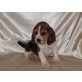 Beagle Welpen - Rüde