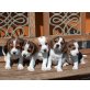 Beagle Welpen - Rüde