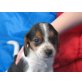 Beagle Welpen - Rüde