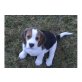 Beagle Welpen - Rüde