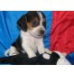 Beagle Welpen - Rüde