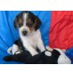 Beagle Welpen - Rüde
