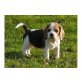 Beagle Welpen - Rüde