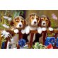 Beagle Welpen - Rüde