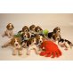 Beagle Welpen - Rüde