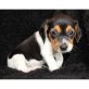 Beagle Welpen - Rüde
