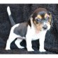 Beagle Welpen - Rüde
