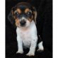 Beagle Welpen - Rüde