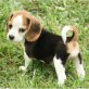 Beagle Welpen - Rüde