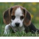 Beagle Welpen - Rüde