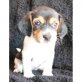Beagle Welpen - Rüde