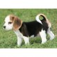 Beagle Welpen - Rüde