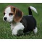 Beagle Welpen - Rüde