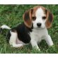 Beagle Welpen - Rüde