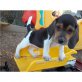 Beagle Welpen - Rüde