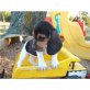 Beagle Welpen - Rüde