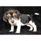 Beagle Welpen - Rüde