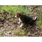 Beagle Welpen - Rüde