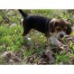Beagle Welpen - Rüde