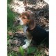 Beagle Welpen - Rüde