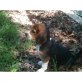 Beagle Welpen - Rüde