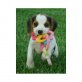 Beagle Welpen - Rüde