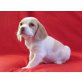 Beagle Welpen - Rüde