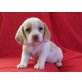 Beagle Welpen - Rüde