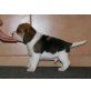 Beagle Welpen - Rüde