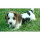 Beagle Welpen - Rüde