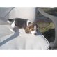Beagle Welpen - Rüde