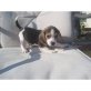 Beagle Welpen - Rüde