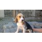 Beagle Welpen - Rüde