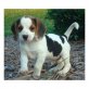 Beagle Welpen - Rüde