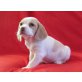  Beagle Welpen - Rüde