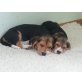 Beagle Welpen - Rüde