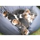 Beagle Welpen - Rüde