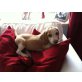 Beagle Welpen - Rüde