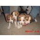 Beagle Welpen - Rüde