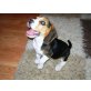 Beagle Welpen - Rüde