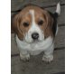 Beagle Welpen - Rüde