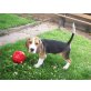 Beagle Welpen - Rüde