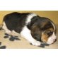 Beagle Welpen - Rüde